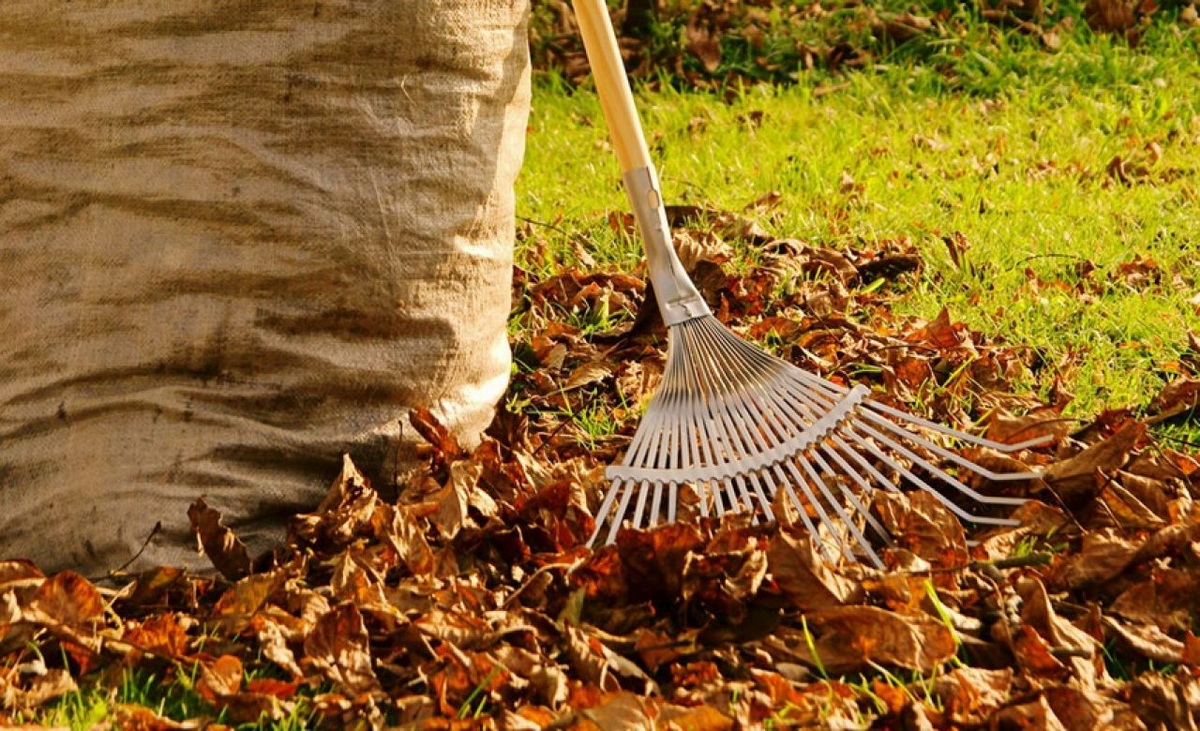 Надо ли убирать листву. Осенние работы. Уборка листьев. Уборка территории. Уборка в саду осенью.